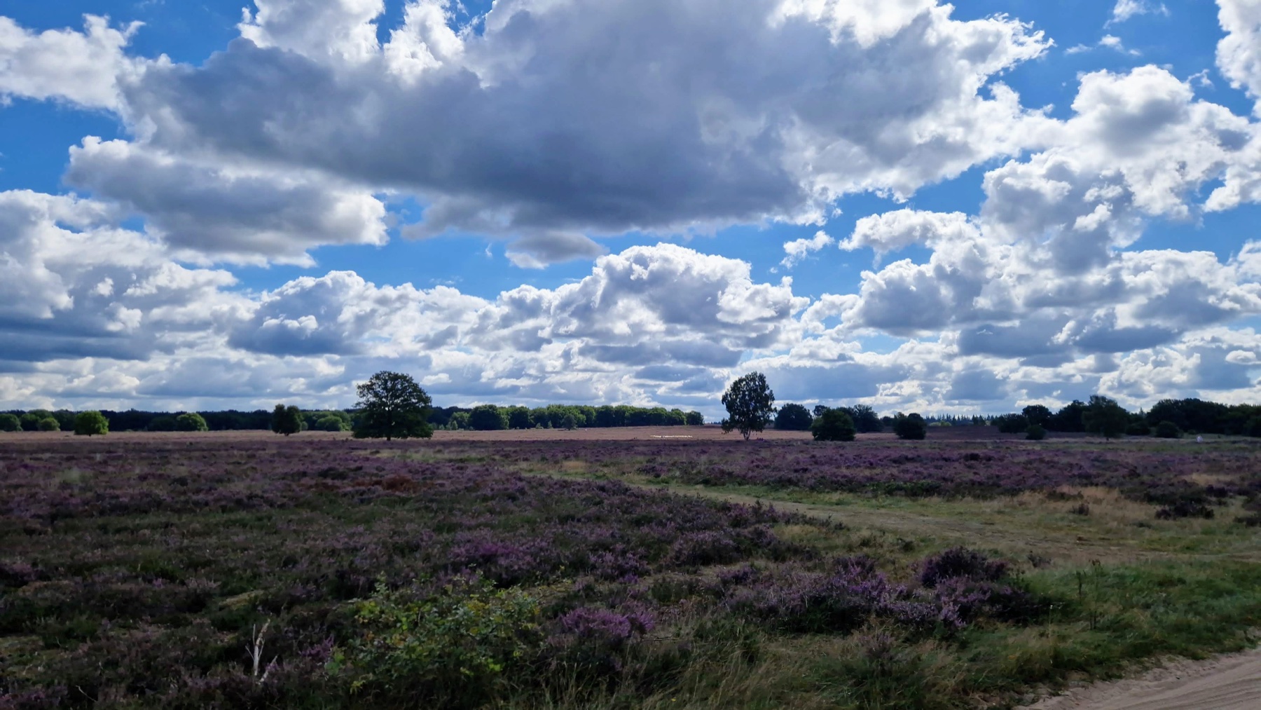 Heide en natuur vlak bij het natuurhuisje in Ermelo